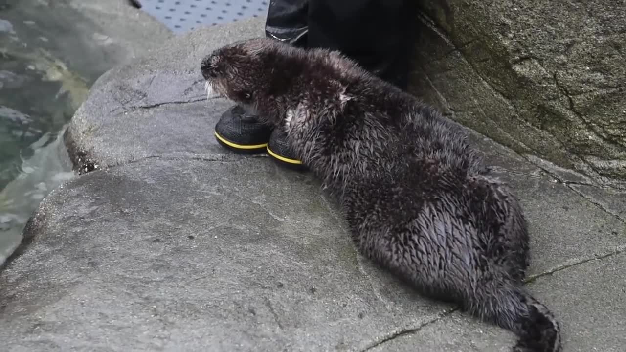 Alaskan Sea Otters Meet Rialto