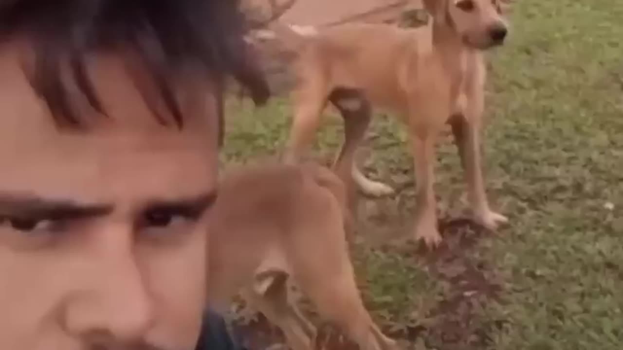 Very Funny Cat Complitation