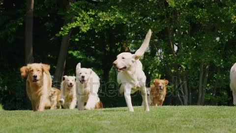 Cute dogs running with their full speed
