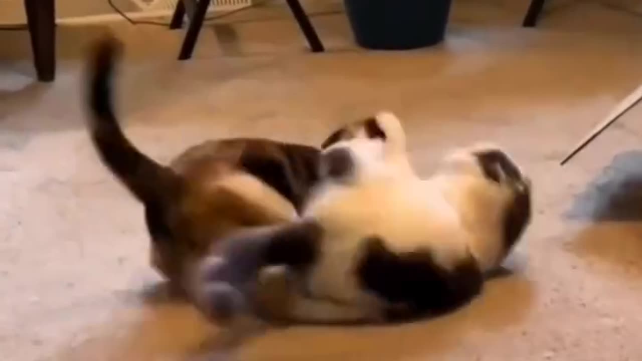 meow wrestler