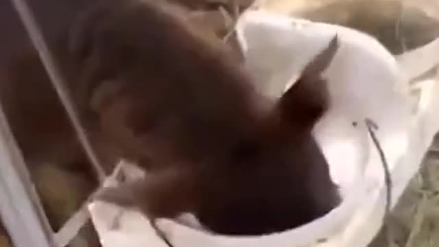 Hilarious cow dips entire head in milk and fails to breathe