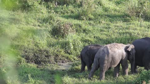 Elephnant in the wilde