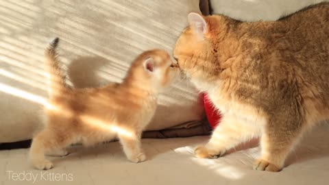 Kitten Arnold met his dad William for the first time