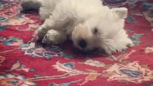 Westie puppy has very vivid dream