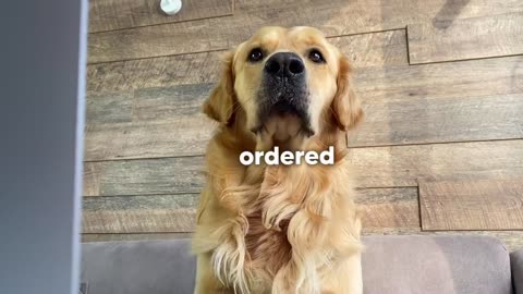 My Golden Retriever Orders Pizza Without Me!