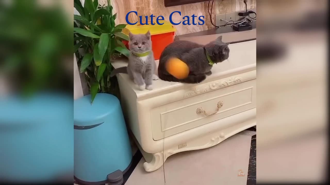 Cute Cats