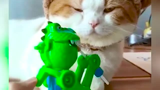 Cat funny videos😂😂🐱🐱2022