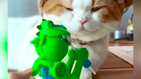 Cat funny videos😂😂🐱🐱2022