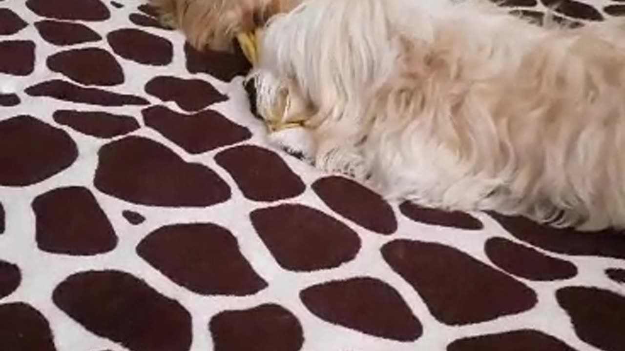 Lacey & Rayka