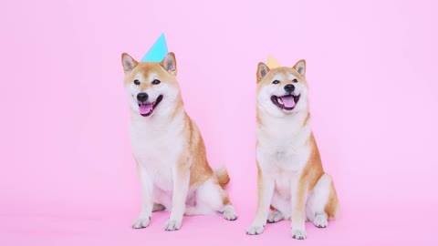 Cute Shiba Inu Dogs With Party Hats