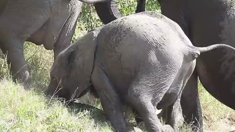 Watch a little Elephant playing and splashingwater National Park#nature #wildlife#animals #amazing