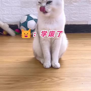 CAT CAT DOING EXERCISE