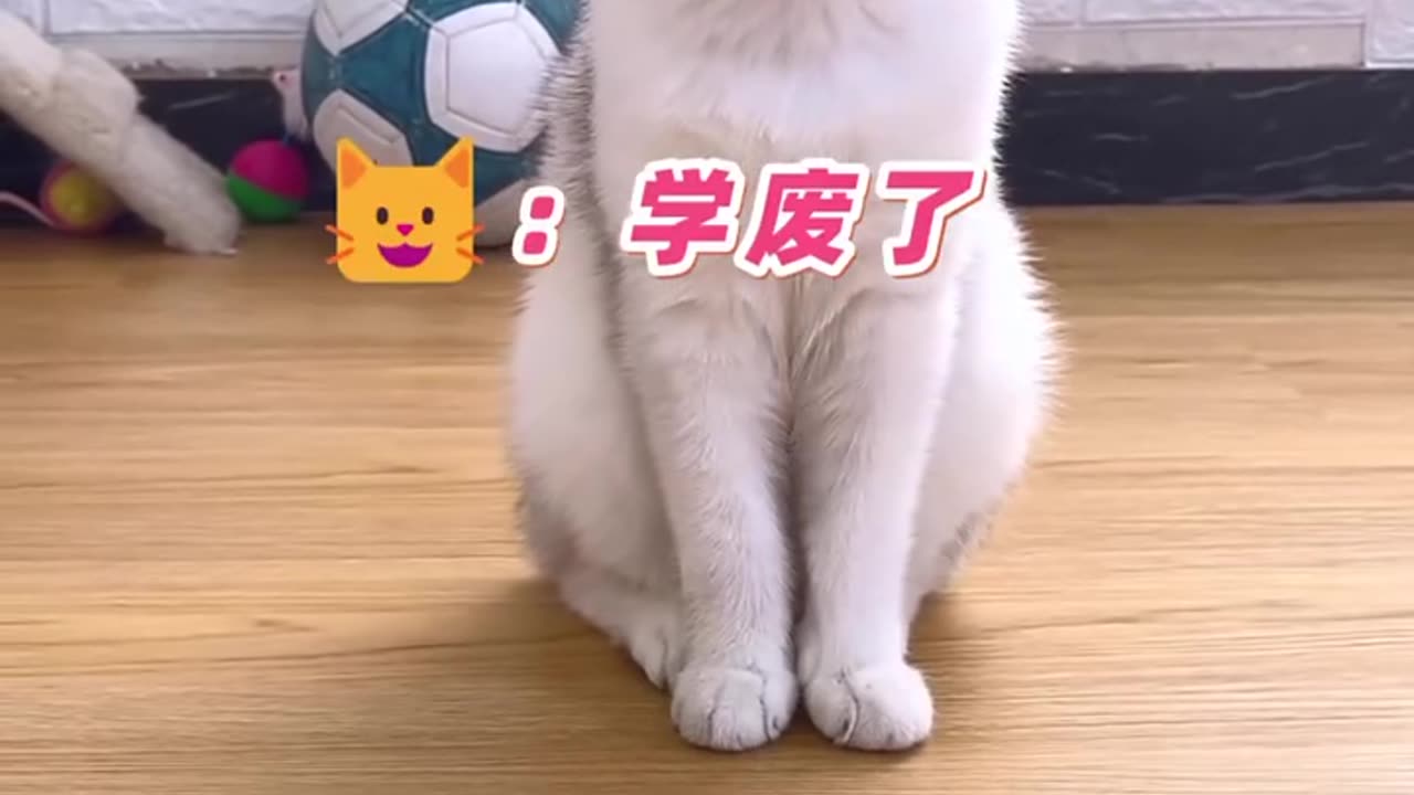 CAT CAT DOING EXERCISE