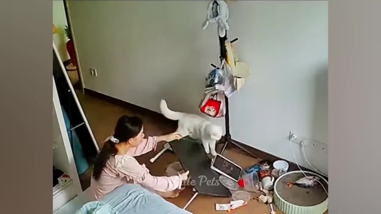 Funniest Animals 2023 😆 Best Cats and Dogs Videos 🐶😸 Part 13