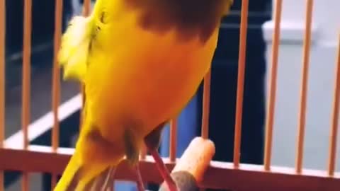 Beautiful bird sounds in the world2