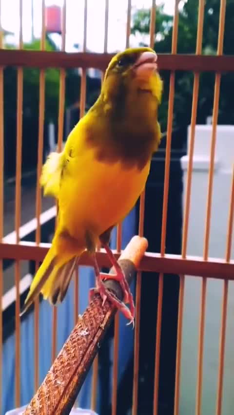 Beautiful bird sounds in the world2