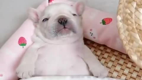 Best Animals 2 Minutes of Funny Cats and Dogs Videos