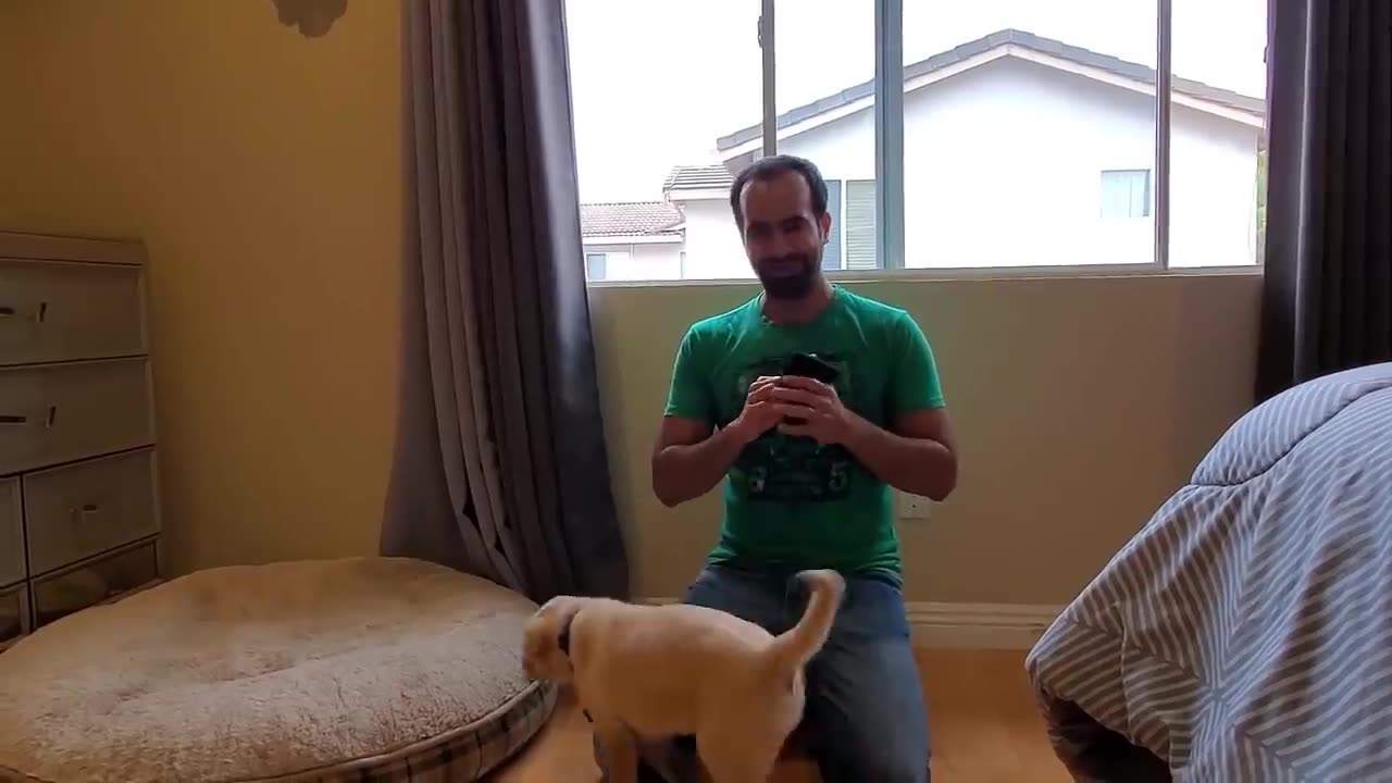 Labrador Puppy Learning and Performing Training Commands | Dog Showing All Training Skills