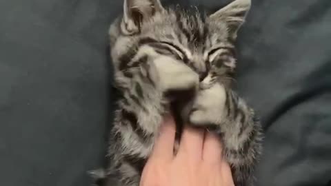 How can kittens be so adorable