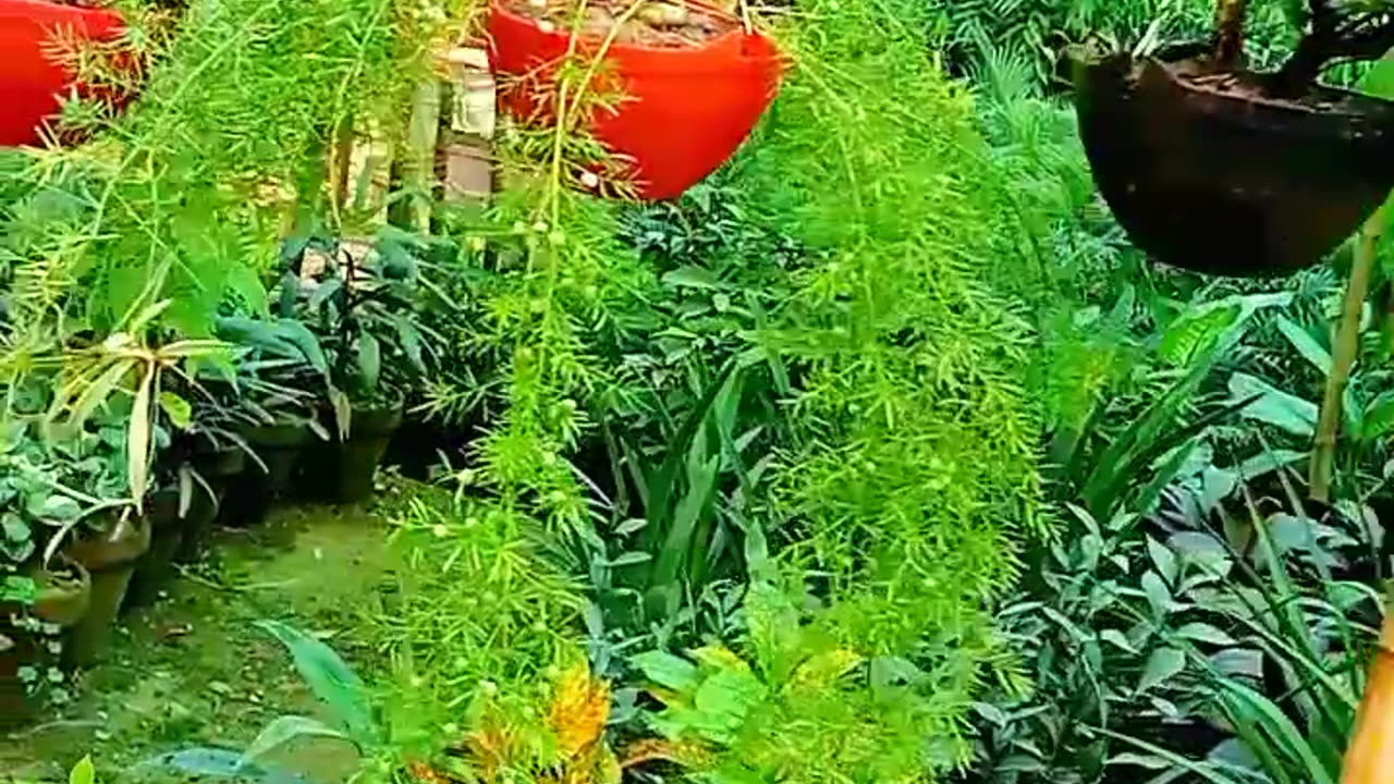 How to hanging plants tips for nursery