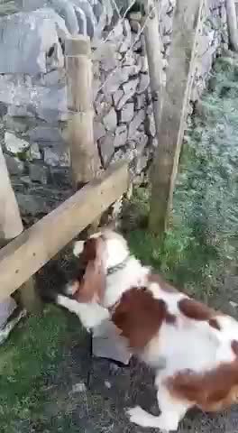 She may not be the brightest but at least she’s resilient..