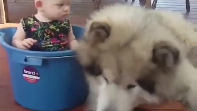 Two puppies are guarding the child and look loyal