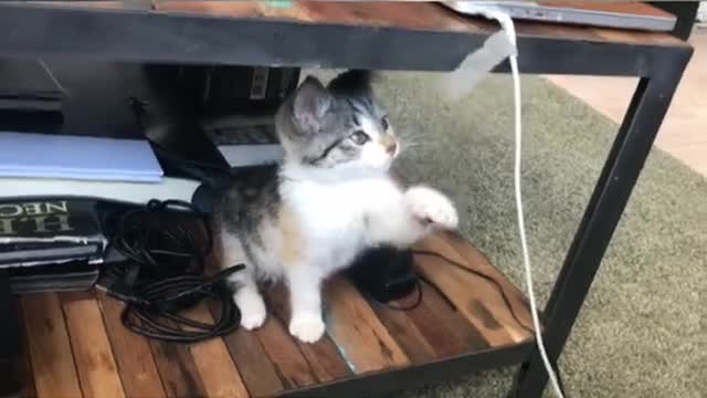 Cute And Funny Cat
