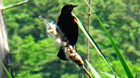 Red-winged blackbird