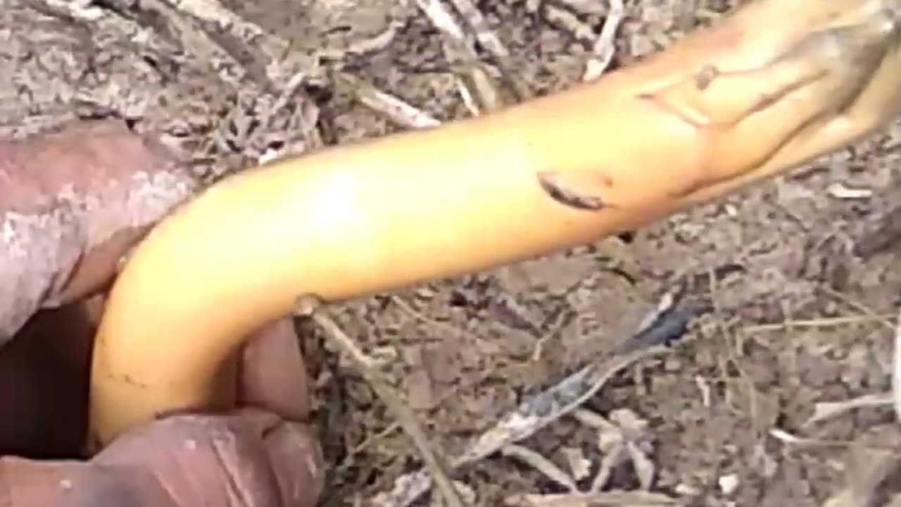 Eel fishing