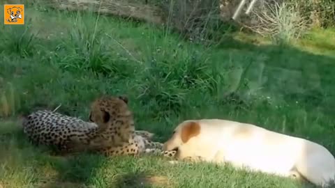 best Unbelievable Unlikely Animal Friendship