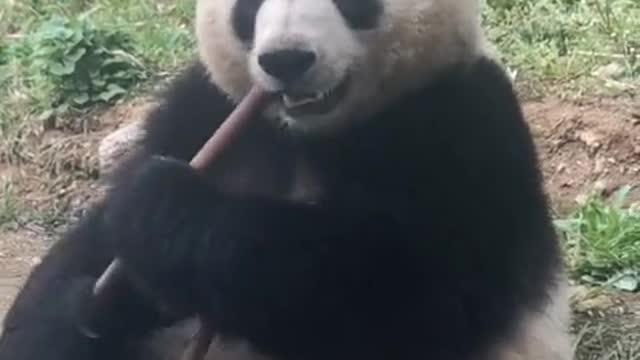 panda