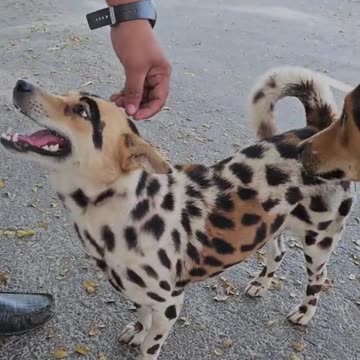 Aggressive Dog bites friend 🦮🔥 #dog #pets #training #animals