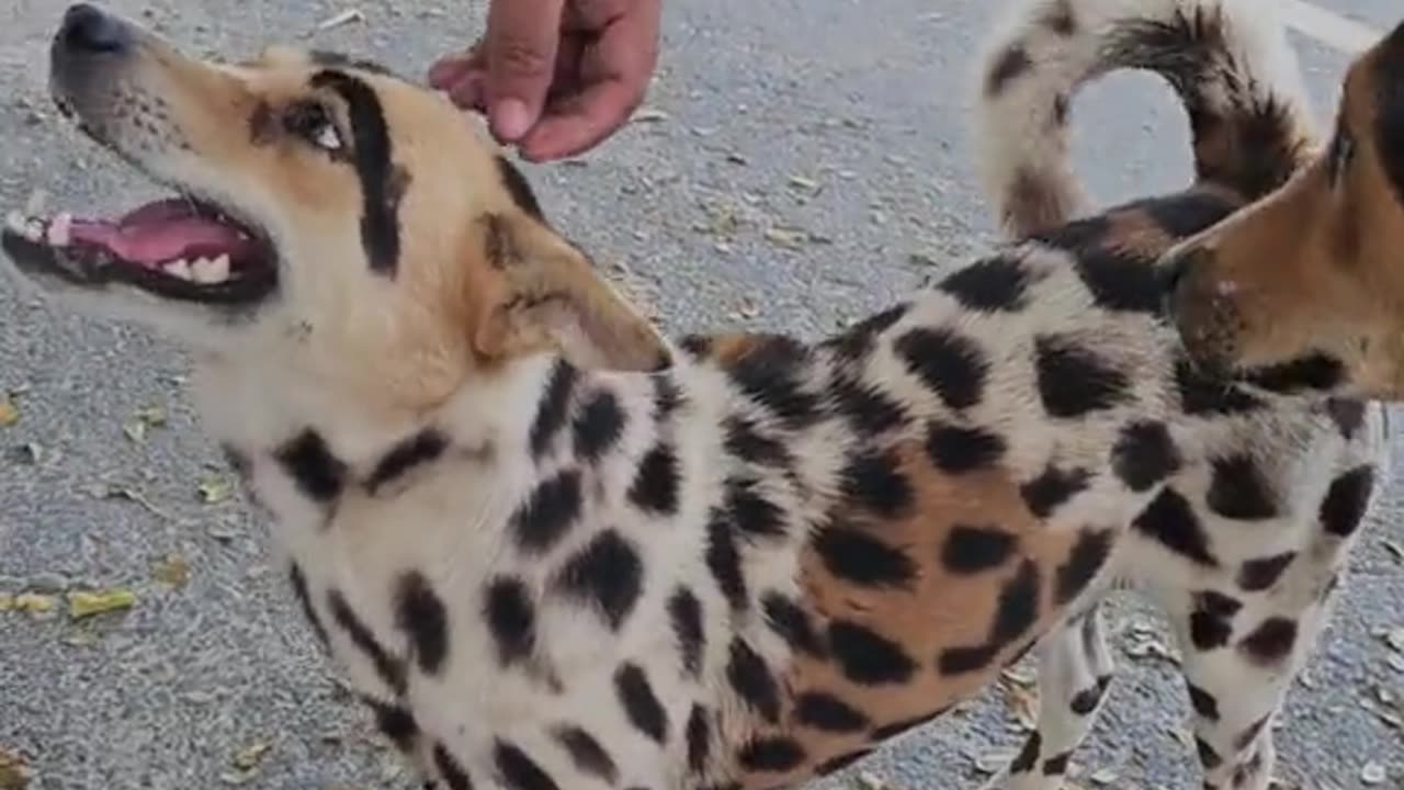 Aggressive Dog bites friend 🦮🔥 #dog #pets #training #animals