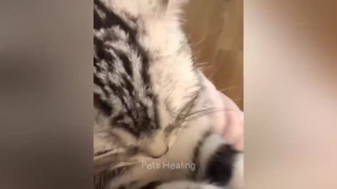 Best Funny Animals