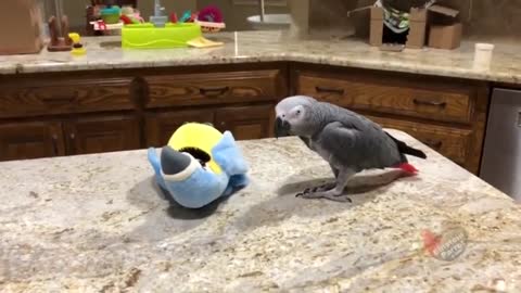 Parrot goes toe-to-toe with toy parrot nemesis