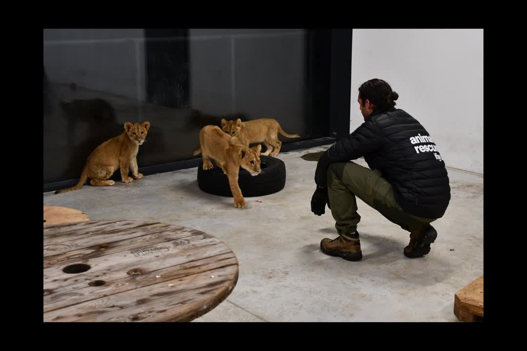 Lion cubs rescued from the war in Ukraine arrive at US Wildlife Sanctuary