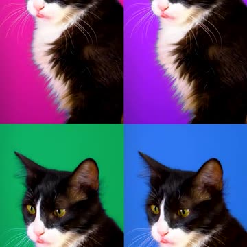 Video of a cat played four times with different colored backgrounds