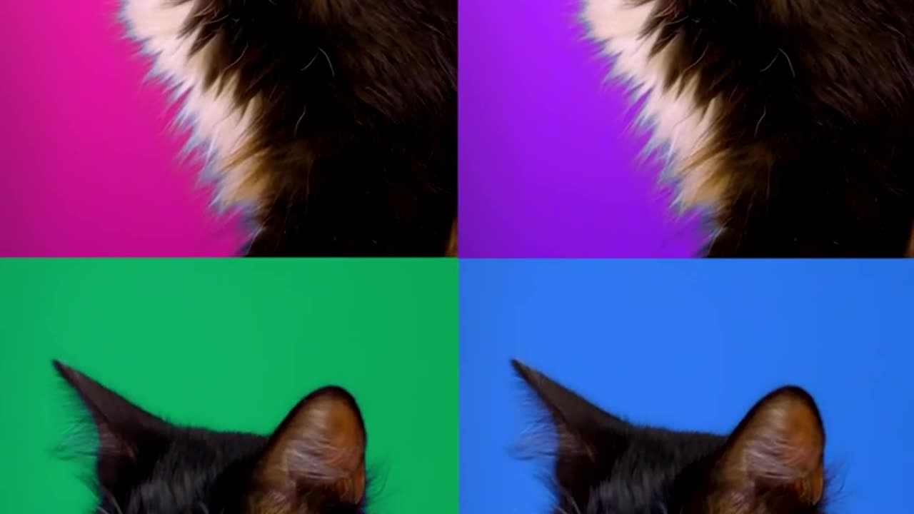 Video of a cat played four times with different colored backgrounds