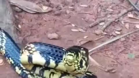 canine snake, cobra caninana