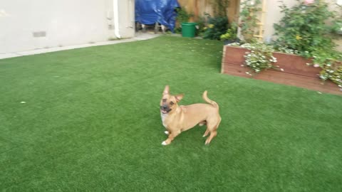 Jack...Get the ball!