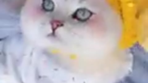 Funny cats!! Cuts cat video;!! Cut animal!! And cut kittens||