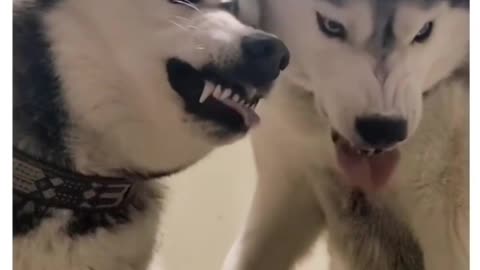 Huskies Take Over! Owner Held Hostage for Food, Scared for Breakfast