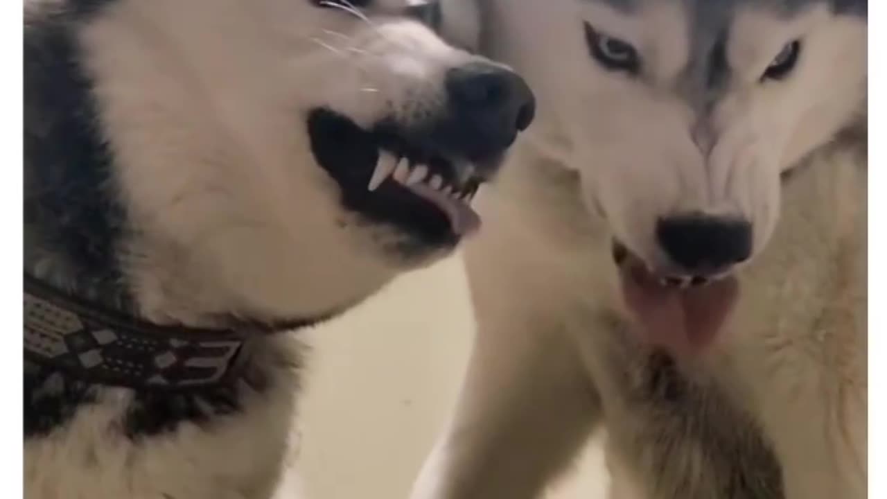 Huskies Take Over! Owner Held Hostage for Food, Scared for Breakfast