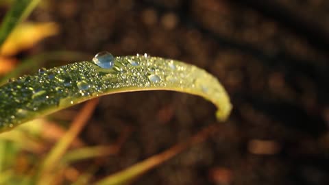 Dewdrop Rodeo (Free to Use HD Stock Video Footage)