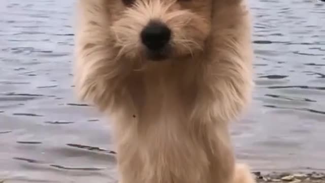 World Animal Day