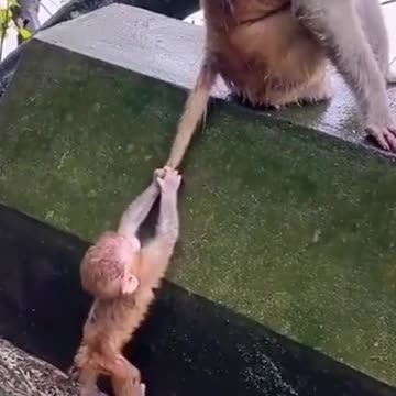 🤣 THE SMART 🐒 MONKEY 🐒 HOLDS HER MOTHER'S TAIL #Shorts 🤣