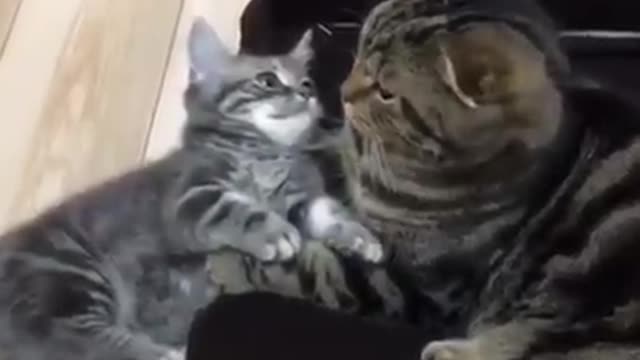 When a kitten insist hug?
