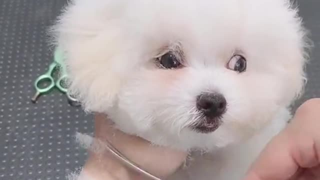 Little puppy makeover.Do you like he