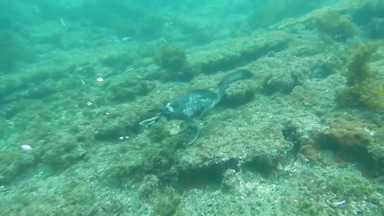 Flightless cormorants diving and looking for food