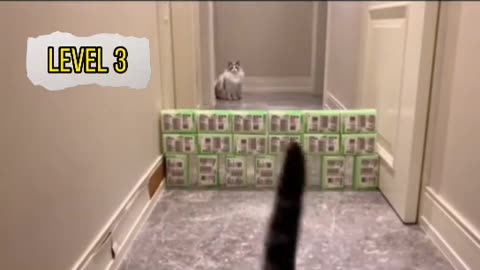 cat high jump test